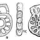 Image of Rhenothyra refrathiensis Beckmann 1950