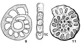 Image of Rhenothyra refrathiensis Beckmann 1950