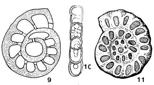 Image of Rhenothyra refrathiensis Beckmann 1950