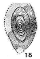 Image of Eostaffelloides orientalis Miklukho-Maklay 1959