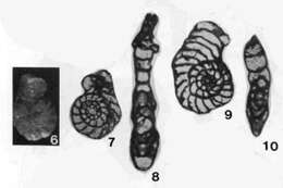 Rectomillerella texasensis Liêm 1974的圖片