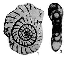 Image of <i>Millerella marblensis</i> Thompson 1942