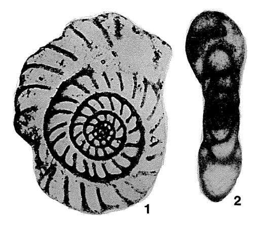 Image of Ozawainelloidea Thompson & Foster 1937
