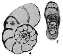 Image of Pseudokahlerina discoidalis Sosnina 1968