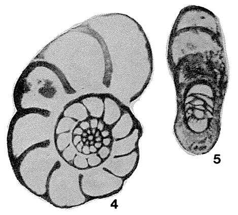 Image de Pseudokahlerina discoidalis Sosnina 1968