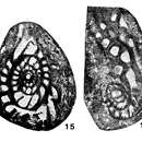 Image de Sichotenella sutschanica Tumanskaya 1953