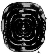Image de Neostaffella labyrinthiformis (Ehrenberg 1854)