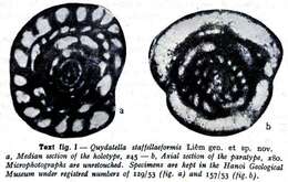 Image of Quydatella staffellaeformis Liêm 1966