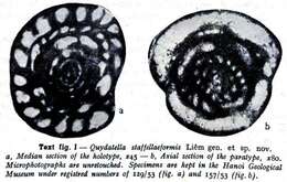 Quydatella staffellaeformis Liêm 1966的圖片