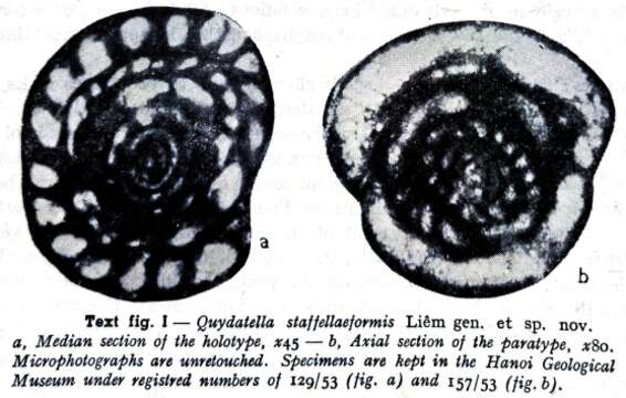 Image de Quydatella staffellaeformis Liêm 1966