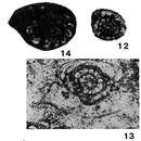 Image of Neoschubertella sisophonensis Saurin 1962