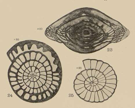 Image of Neofusulinella lantenoisi Deprat 1913