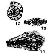 Image of Fusiella typica Lee & Chen 1930