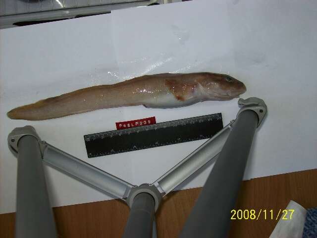 Image of Wattled Eelpout