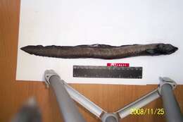Image of Snakehead eelpout