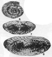 Image of Ziguiella quasicylindrica (Ding 1978)
