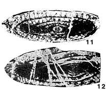 Image de Russiella pulchra Miklukho-Maklay 1957