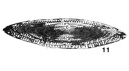 Image of Wutuella wutuensis (Kuo 1949)