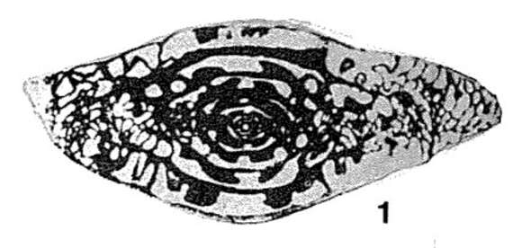 Image de Protriticites globulus Putrya 1948