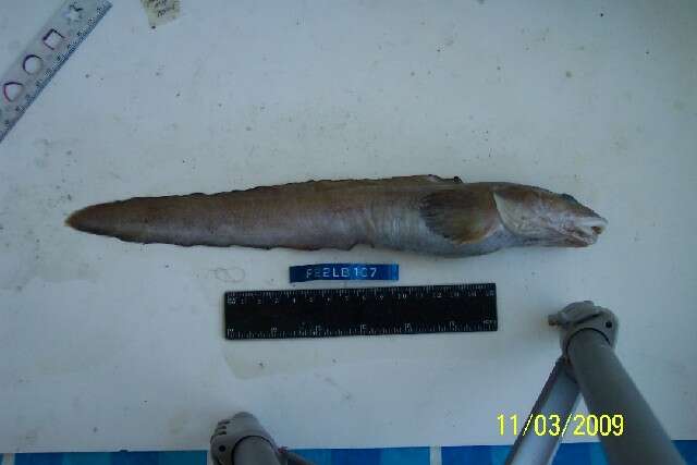Image of Shortfin eelpout
