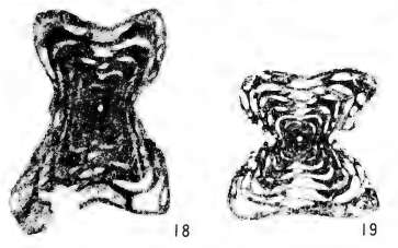 Image de Xenostaffella koreaensis Cheong 1973