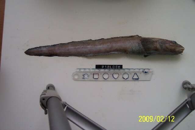 Image of Black eelpout