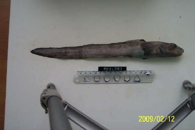 Image of Black eelpout