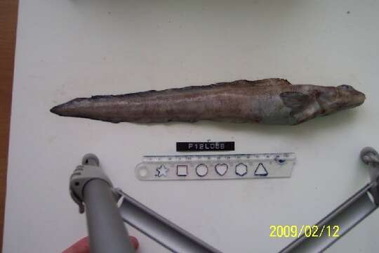 Image of Black eelpout