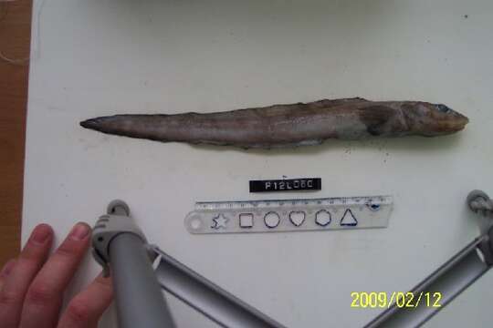 Image of Black eelpout