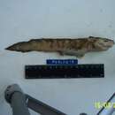Image of Marbled Eelpout