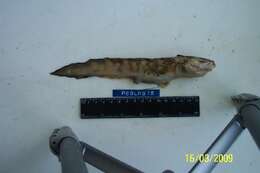 Image of Marbled Eelpout