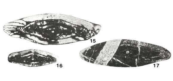 Image of Eowedekindellina fusiformis Ektova 1977