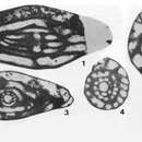 Image of Profusulinella exempla (Stewart 1958)