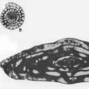 Image of Parafusulinella propria Stewart 1970