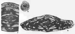 Image of Parafusulinella propria Stewart 1970