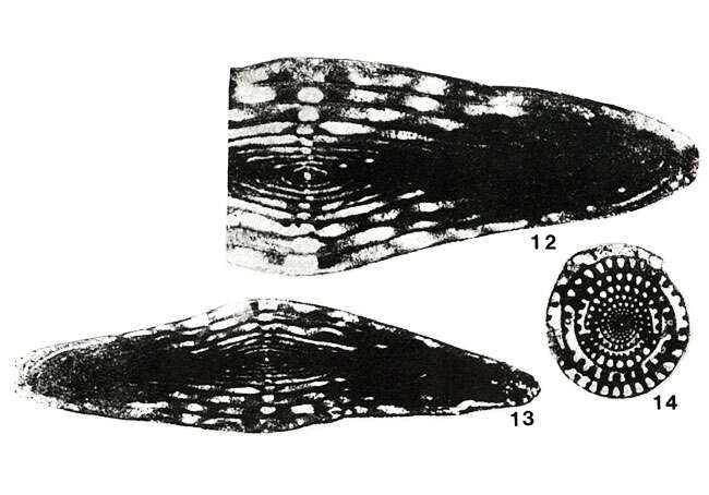 Image of Wedekindellina euthusepta (Henbest 1928)
