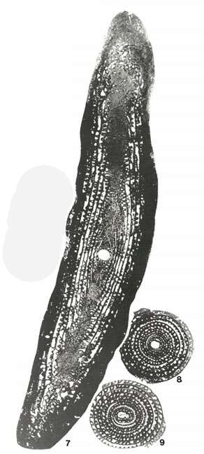Image de Polydiexodina capitanensis Dunbar & Skinner 1931