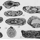 Image of Nipponitella explicata Hanzawa 1938