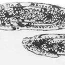 Image of Pseudofusulinoides subobscurus Bensh 1972