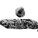 Слика од Triticites ferganensis Miklukho-Maklay 1950