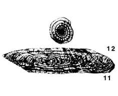 Image of Triticites ferganensis Miklukho-Maklay 1950