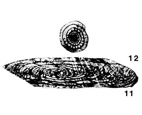 Image de Triticites ferganensis Miklukho-Maklay 1950