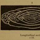 Image de Triticites secalicus (Say 1823)