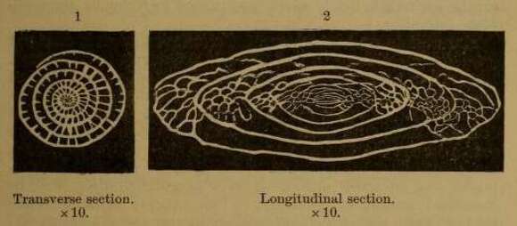 Image of Triticites secalicus (Say 1823)