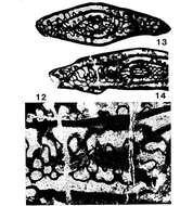 Image of Paratriticites jesenicensis Kochansky-Devidé 1969