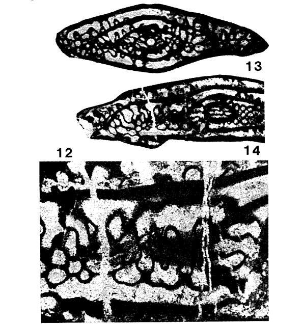 Image de Paratriticites jesenicensis Kochansky-Devidé 1969