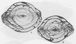 Image of Alpinoschwagerina turkestanica Bensh 1972