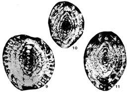 Image of Hayasakaina kotakiensis Fujimoto & Kawada 1953