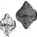 Слика од Mufushanella mufushanensis Chen 1964