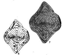 Image de Mufushanella mufushanensis Chen 1964